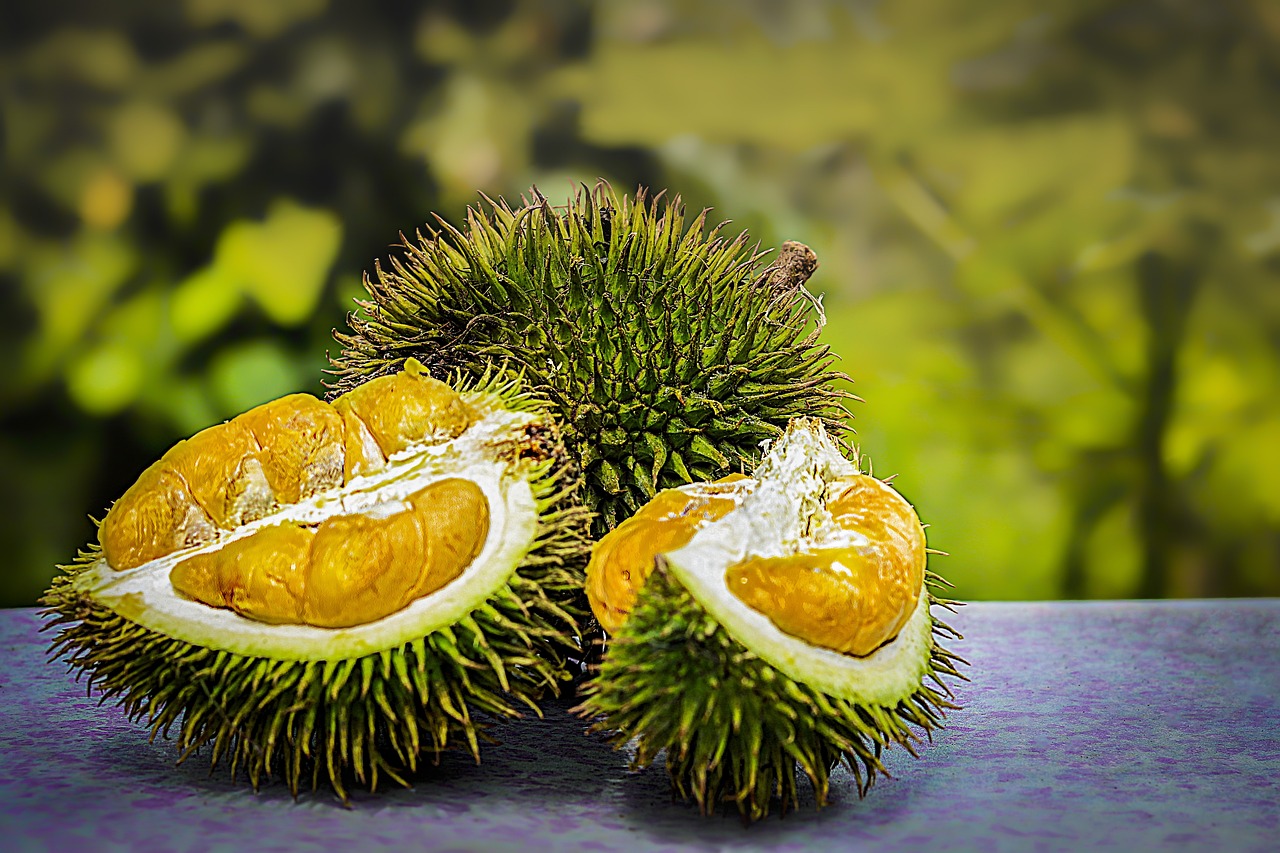 Durian - World famous fruit of Samal Island Davao